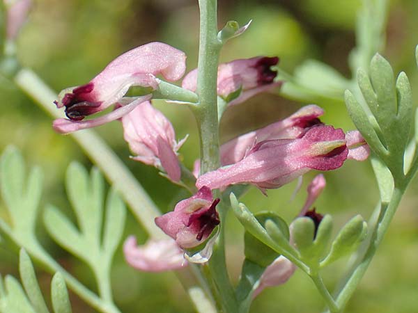 Fumaria officinalis subsp. wirtgenii \ Wirtgens Erdrauch / Wirtgen's Fumitory, D Hirschberg 13.5.2017