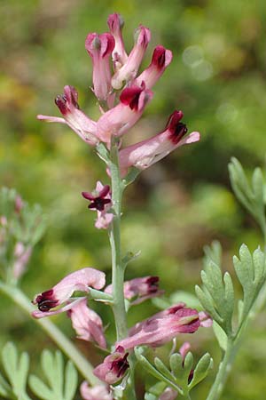 Fumaria officinalis subsp. wirtgenii \ Wirtgens Erdrauch / Wirtgen's Fumitory, D Hirschberg 13.5.2017