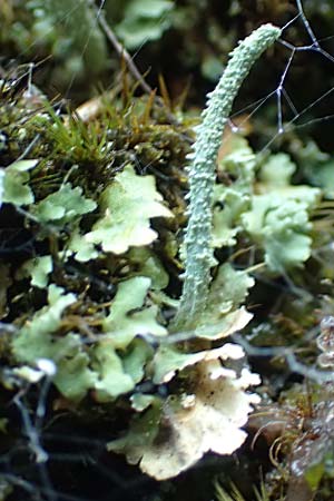 Cladonia coniocraea ? \ Gewhnliche Sulen-Flechte, D Schwarzwald, Allerheiligen 1.8.2017