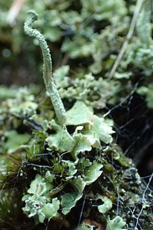 Cladonia coniocraea ? \ Gewhnliche Sulen-Flechte / Common Powderhorn Lichen, D Schwarzwald/Black-Forest, Allerheiligen 1.8.2017