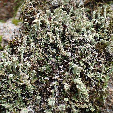 Cladonia coniocraea ? \ Gewhnliche Sulen-Flechte / Common Powderhorn Lichen, D Schwarzwald/Black-Forest, Allerheiligen 1.8.2017