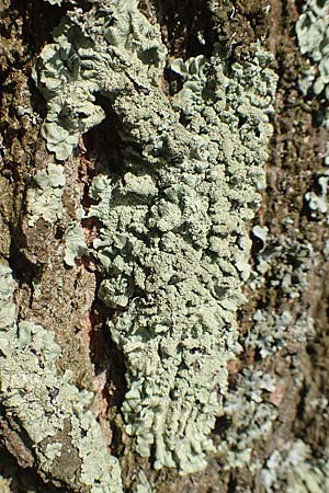 Lecanorales specD ? / Lichen, D Übach-Palenberg 23.5.2018