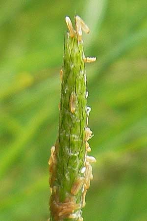 Alopecurus geniculatus \ Knick-Fuchsschwanz, D Eppertshausen 12.6.2010