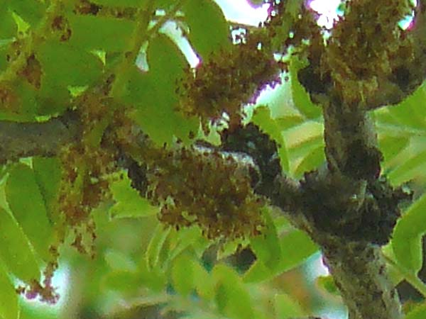 Gleditsia triacanthos \ Amerikanische Gleditschie, Lederhlsenbaum, D Mannheim 7.6.2015