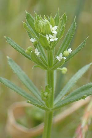 Galium tricornutum \ Dreihrniges Labkraut, D Mühlacker-Großglattbach 26.6.2016