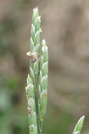 Glyceria notata \ Falt-Schwaden / Marked Glyceria, Plicate Sweet-Grass, D Ochsenbach 31.10.2018