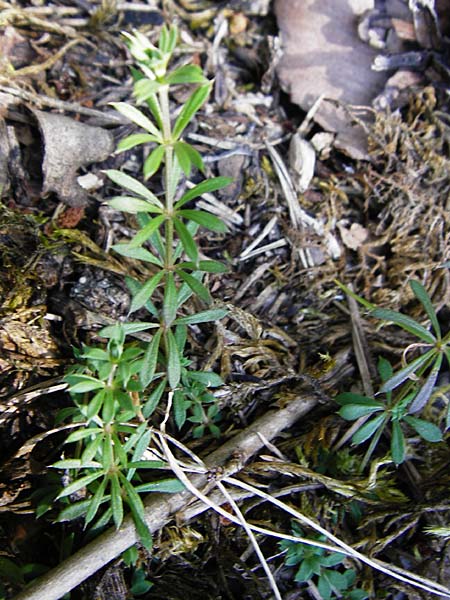 Galium anisophyllon \ Ungleichblttriges Labkraut / Alpine Bedstraw, D Allmendingen 10.7.2015