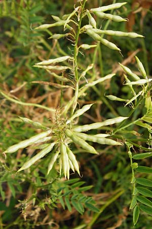 Galega officinalis \ Geiraute / Goat's Rue, D Oftersheim 22.7.2015