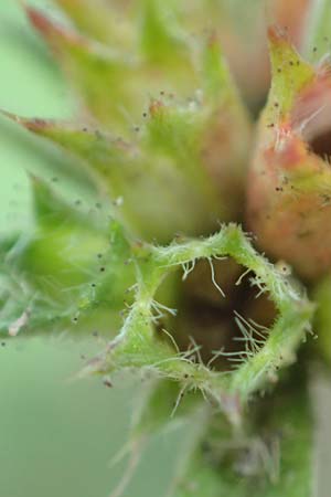 Galeopsis angustifolia / Red Hemp-Nettle, D Mannheim 9.9.2015