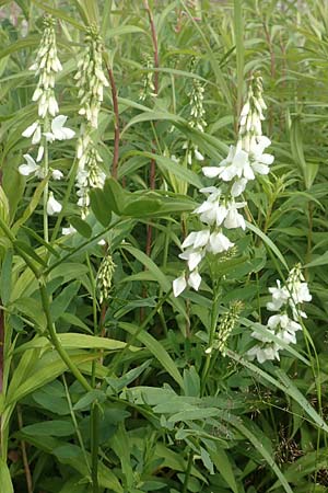 Galega officinalis \ Geiraute / Goat's Rue, D Schwarzwald/Black-Forest, Hornisgrinde 3.8.2016