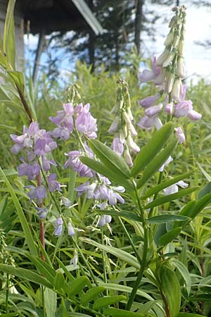 Galega officinalis \ Geiraute, D Schwarzwald, Hornisgrinde 3.8.2016