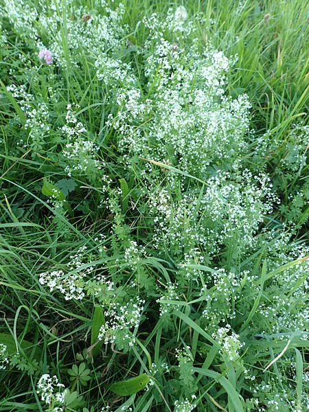 Galium album agg. \ Weies Labkraut, D Odenwald, Hammelbach 27.8.2016