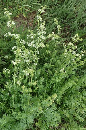 Galium album subsp. album \ Weies Labkraut / Upright Hedge Bedstraw, D Heppenheim 7.9.2017