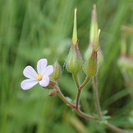 Geranium alboroseum \ Zartrosa Storchschnabel / Bright Pink Crane's-Bill, D Aachen 24.5.2018