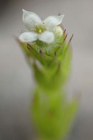 Galium aparine \ Kletten-Labkraut, Klebkraut / Cleavers, Sticky Willy, D Mannheim 5.5.2019