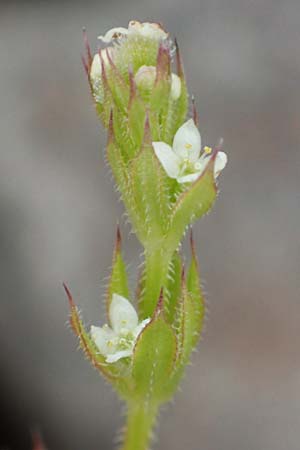 Galium aparine / Cleavers, Sticky Willy, D Mannheim 5.5.2019