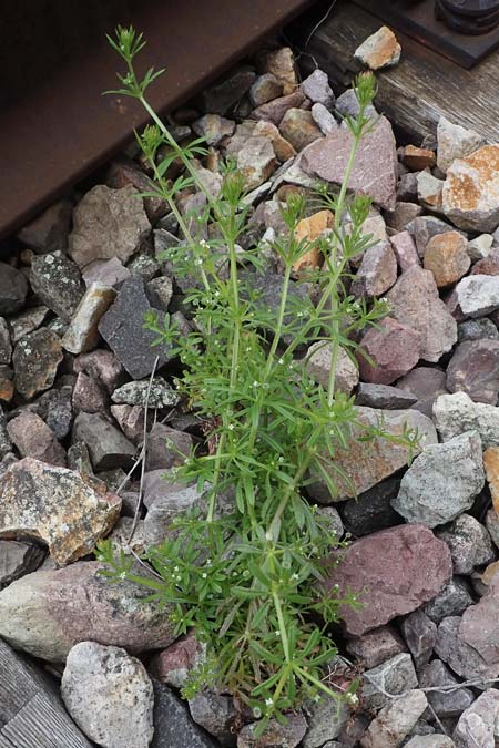 Galium aparine / Cleavers, Sticky Willy, D Mannheim 22.5.2021