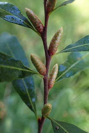 Myrica gale \ Gagelstrauch / Bog Myrtle, D Elmpt 6.9.2021