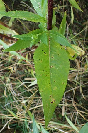 Guizotia abyssinica / Niger, Gingelli, D Kehl 1.10.2021