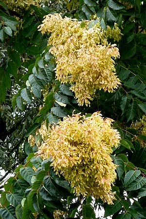 Ailanthus altissima / Tree of Heaven, D Mannheim 12.9.2015