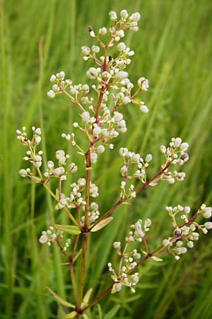 Galium boreale \ Nordisches Labkraut / Northern Bedstraw, D Grettstadt 18.7.2015