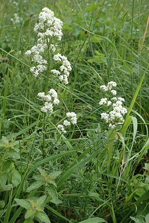 Galium boreale \ Nordisches Labkraut, D Hechingen 20.6.2015