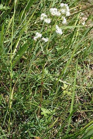 Galium boreale \ Nordisches Labkraut / Northern Bedstraw, D Pfronten 28.6.2016