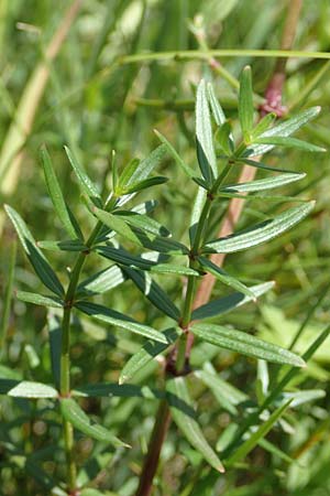 Galium boreale \ Nordisches Labkraut / Northern Bedstraw, D Pfronten 28.6.2016