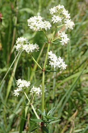 Galium boreale \ Nordisches Labkraut, D Pfronten 28.6.2016