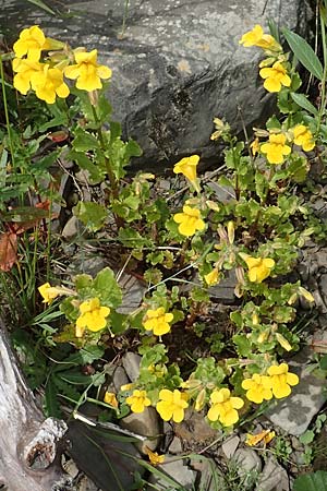 Mimulus guttatus \ Gefleckte Gauklerblume, D Meinerzhagen 14.6.2019