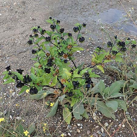 Nicandra physalodes / Apple of Peru, D Mannheim 11.10.2019