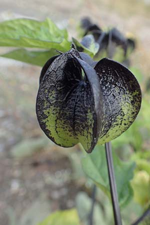 Nicandra physalodes \ Giftbeere, D Mannheim 11.10.2019