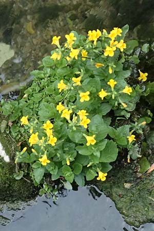 Mimulus guttatus \ Gefleckte Gauklerblume, D Soest 11.6.2020