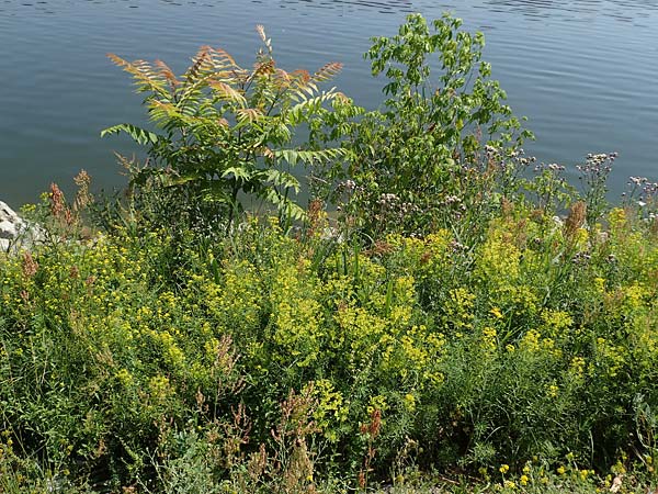 Ailanthus altissima \ Chinesischer Gtterbaum, D Mannheim 19.6.2021