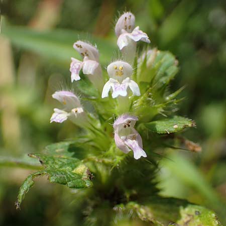 Galeopsis bifida \ Zweizipfeliger Hohlzahn, D Kaiserslautern 15.8.2021