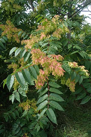 Ailanthus altissima \ Chinesischer Gtterbaum, D Mannheim 31.8.2021