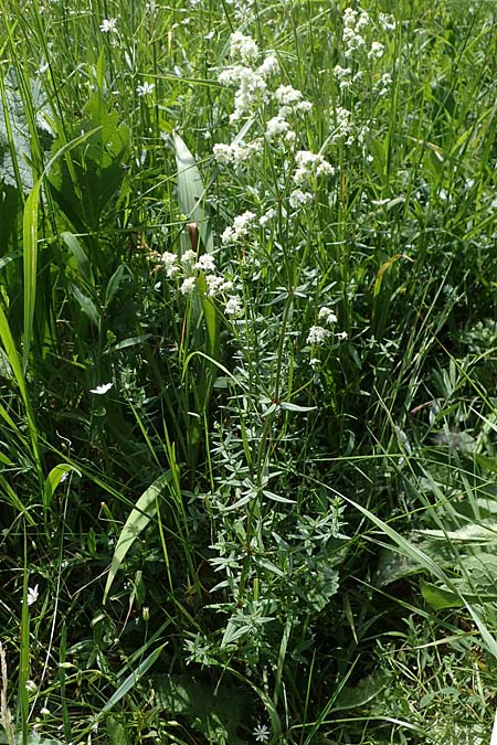 Galium boreale \ Nordisches Labkraut, D Thüringen, Erfurt 13.6.2022