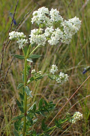 Galium boreale \ Nordisches Labkraut, D Rhön, Wasserkuppe 19.6.2023