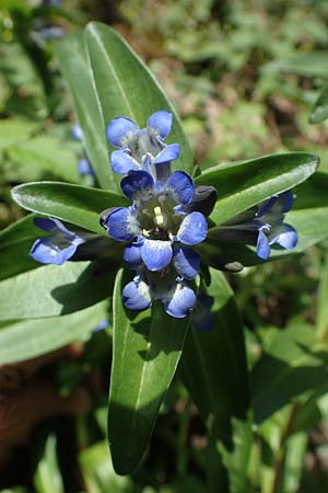 Gentiana cruciata / Cross-Leaved Gentian, D Mannheim 10.7.2021