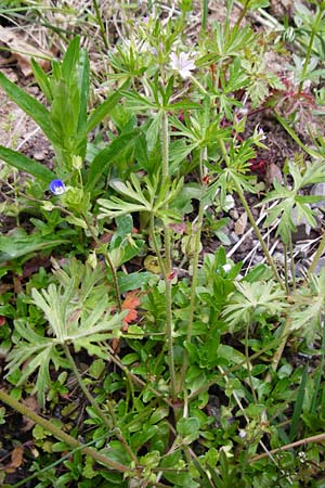 Geranium dissectum / Cut-Leaved Crane's-Bill, D Östringen-Eichelberg 30.4.2015