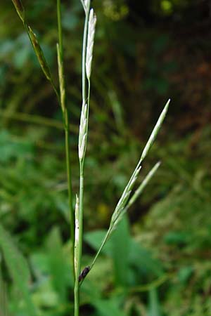 Glyceria notata \ Falt-Schwaden, D Schwarzwald, Kniebis 5.8.2015