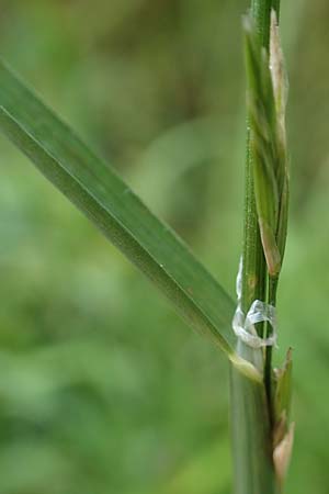 Glyceria notata \ Falt-Schwaden / Marked Glyceria, Plicate Sweet-Grass, D Schwarzwald/Black-Forest, Kniebis 5.8.2015