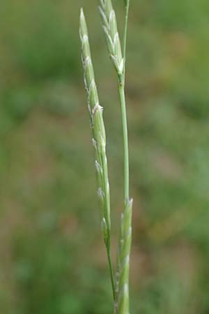 Glyceria declinata \ Blaugrner Schwaden / Small Sweet Grass, D Wald-Erlenbach 30.7.2016