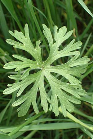 Geranium dissectum \ Schlitzblttriger Storchschnabel / Cut-Leaved Crane's-Bill, D Alsbach-Hähnlein 28.4.2018