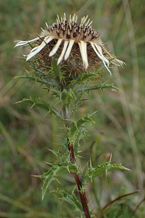 Carlina vulgaris \ Golddistel, D Grünstadt-Asselheim 26.8.2021