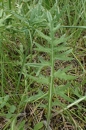 Carlina vulgaris \ Golddistel, D Mosbach 13.7.2022