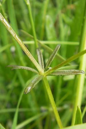 Galium elongatum / Great Marsh Bedstraw, D Eppertshausen 12.6.2010