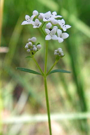 Galium palustre agg. \ Sumpf-Labkraut / Common Marsh Bedstraw, D Ober-Roden 17.6.2015