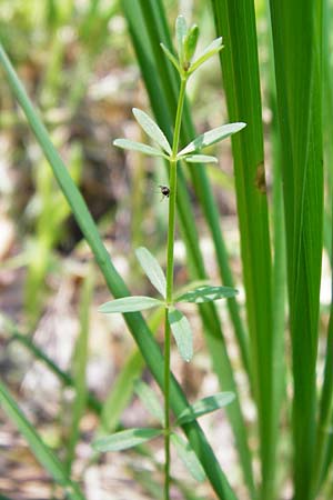 Galium palustre agg. \ Sumpf-Labkraut / Common Marsh Bedstraw, D Ober-Roden 17.6.2015