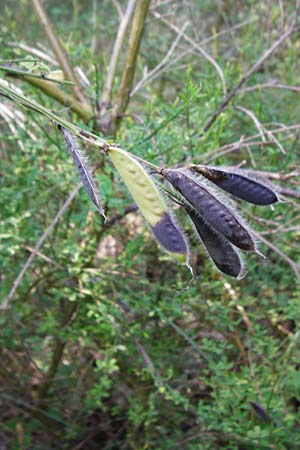 Cytisus scoparius \ Besen-Ginster / Scotch Broom, D Graben-Neudorf 28.6.2015